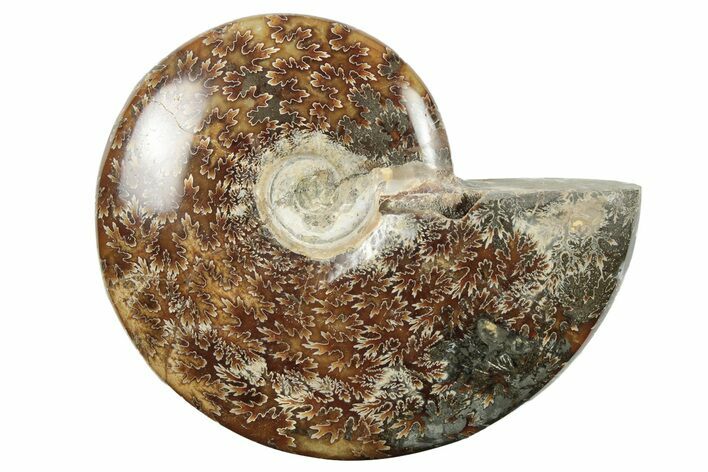 5.3" Polished Ammonite Fossil - Madagascar